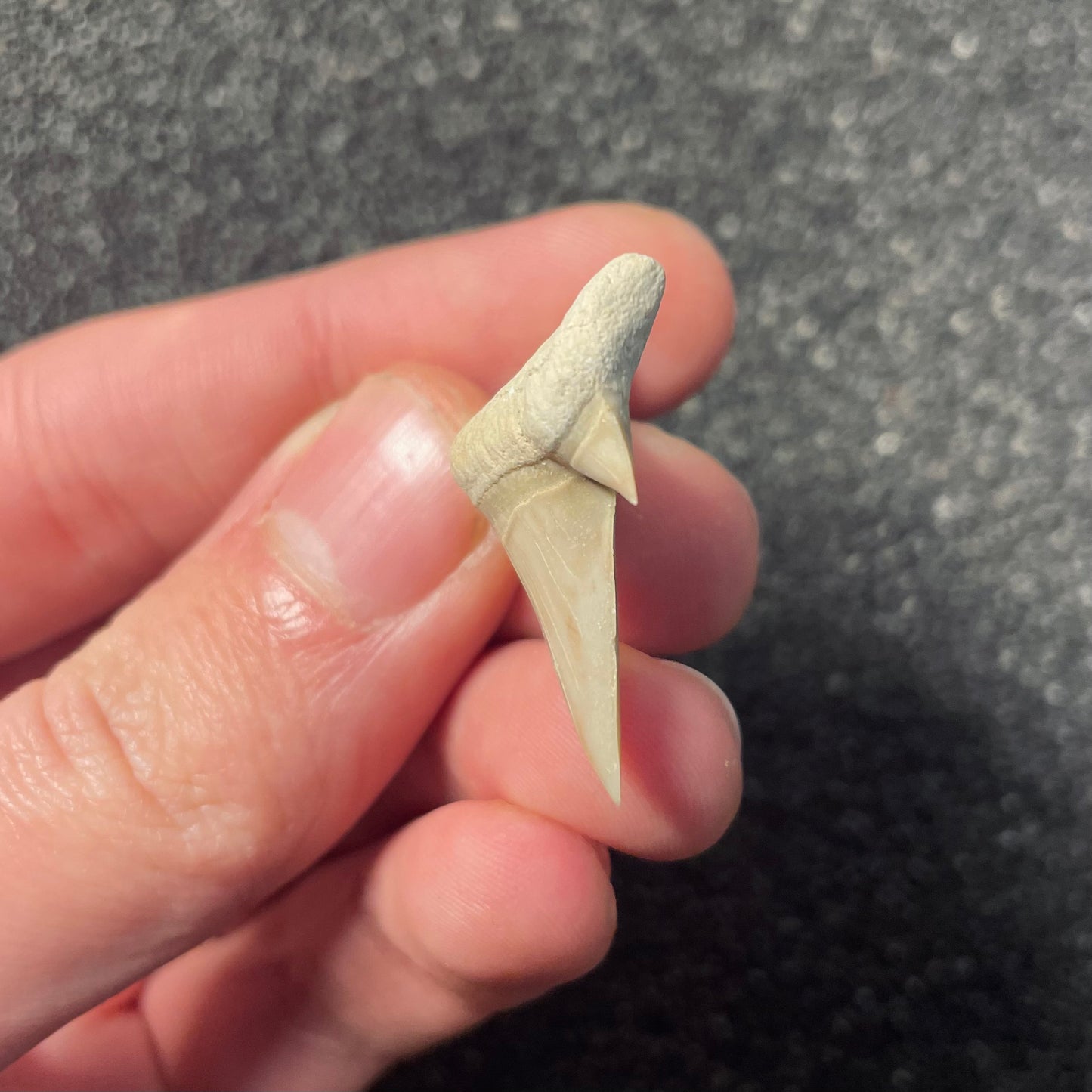 F2215 | Squalo | Otodus obliquus