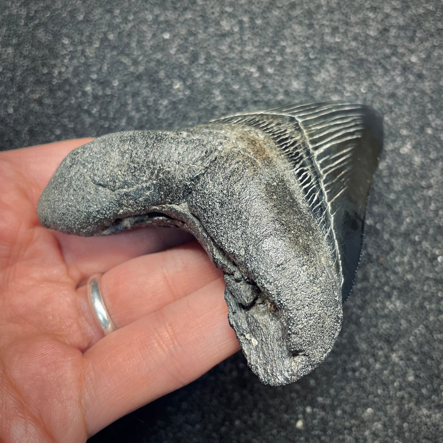 F2630 | Squalo | Otodus megalodon