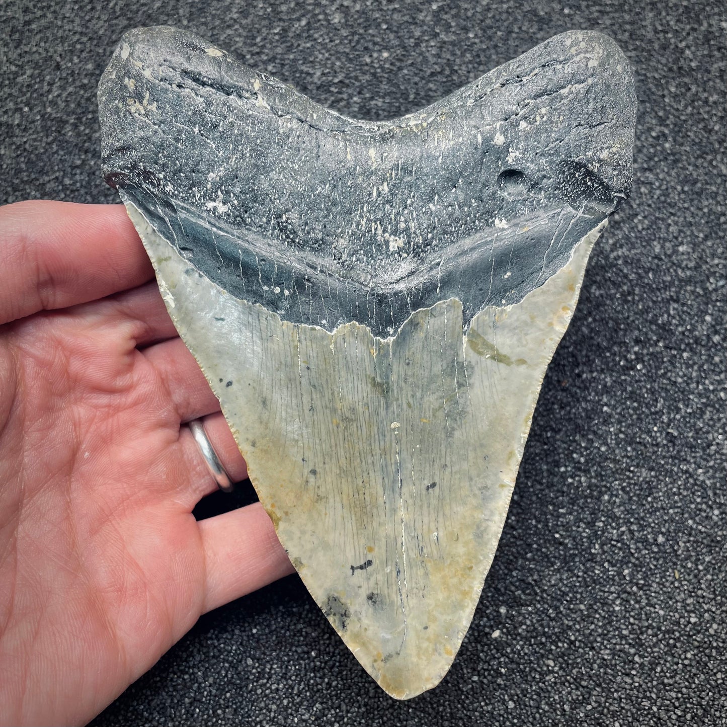 F2627 | Squalo | Otodus megalodon