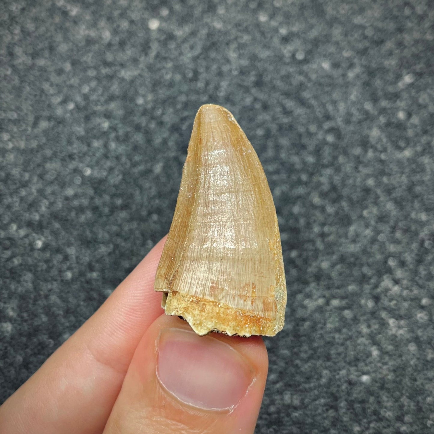 F2688 | Mosasauro | Prognathodon sp.