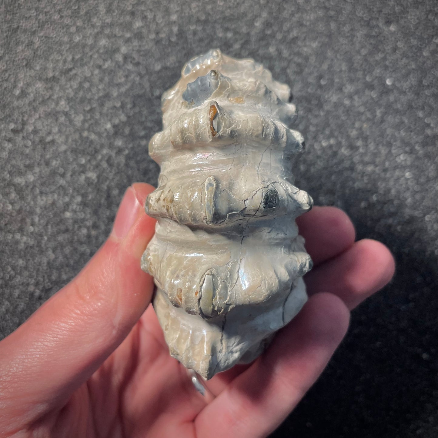 F2158 | Ammonite | Douvilleiceras sp.