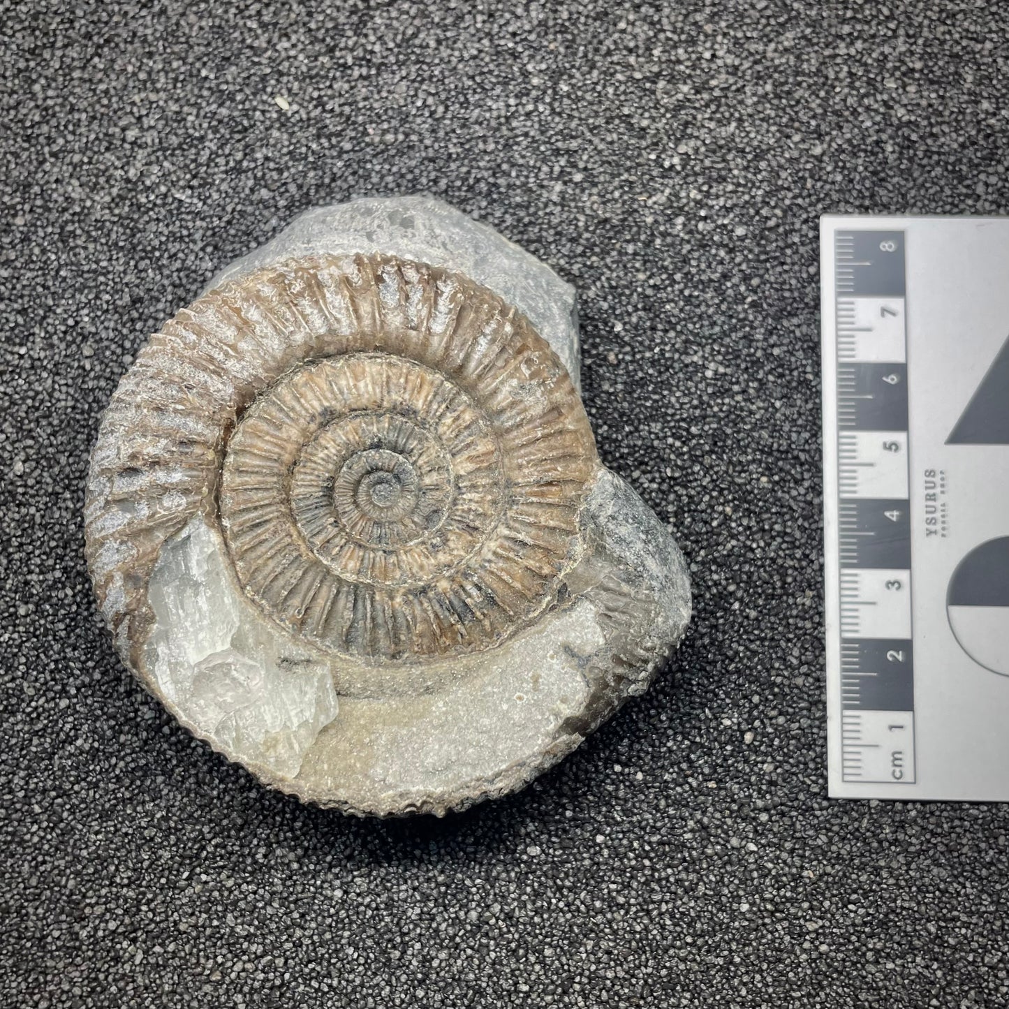 F2808 | Ammonite | Dactylioceras commune