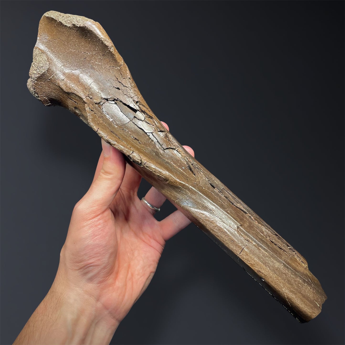 F2823 | Dinosauro | Ornithomimidae indet.