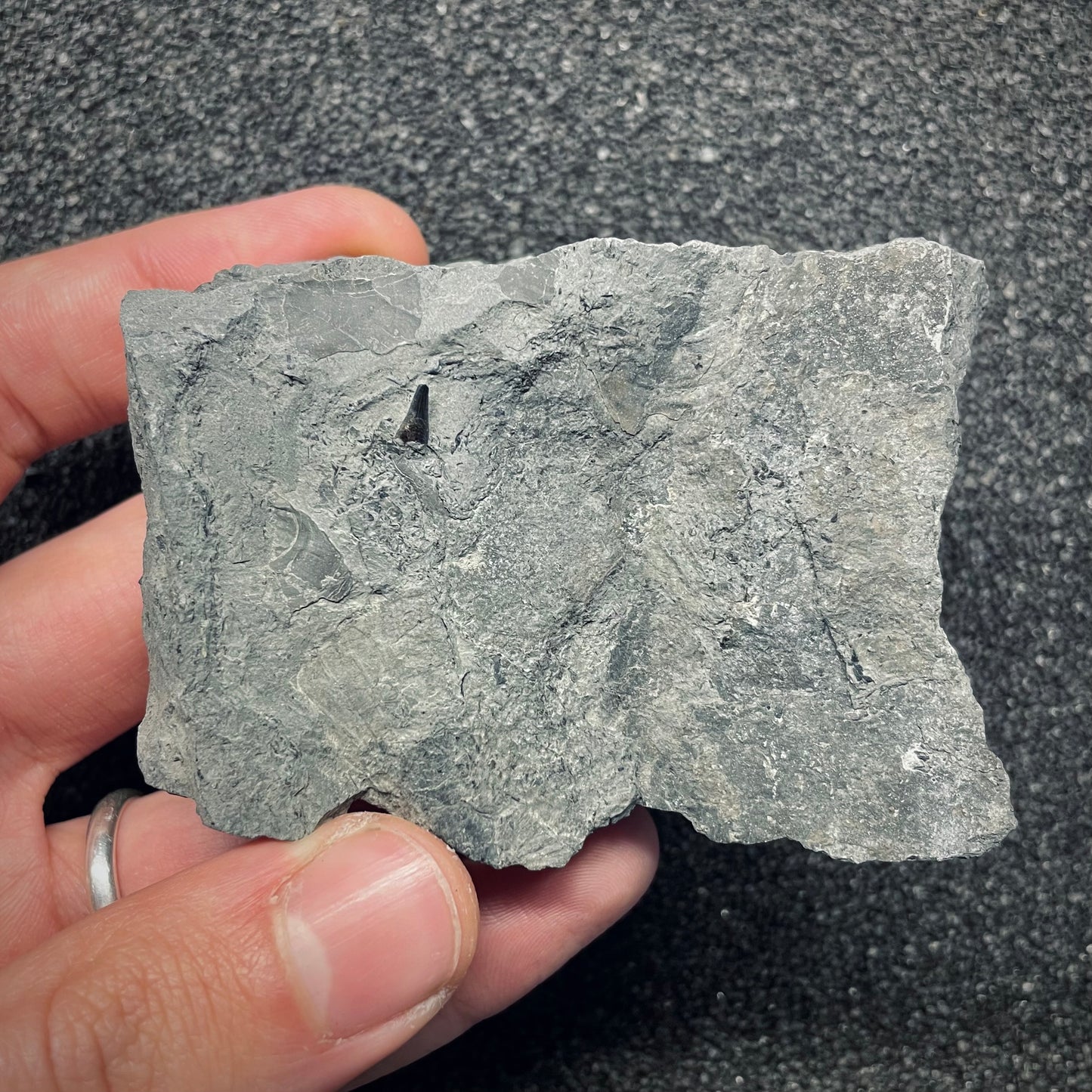 F2678 | Ittiosauro | Ichthyosauria indet.