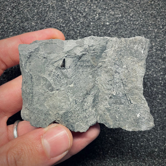 F2678 | Ittiosauro | Ichthyosauria indet.