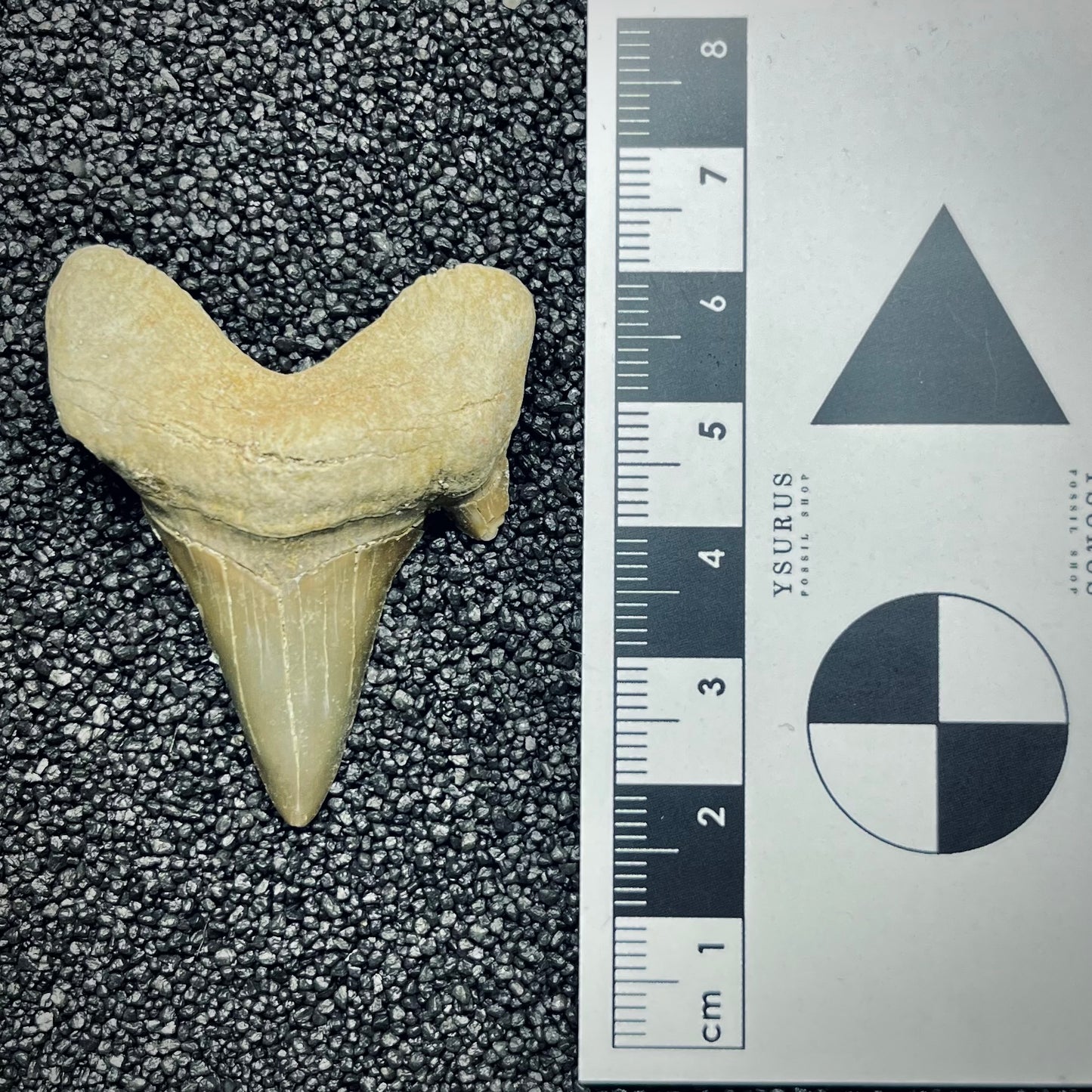 F2757 | Squalo | Otodus obliquus