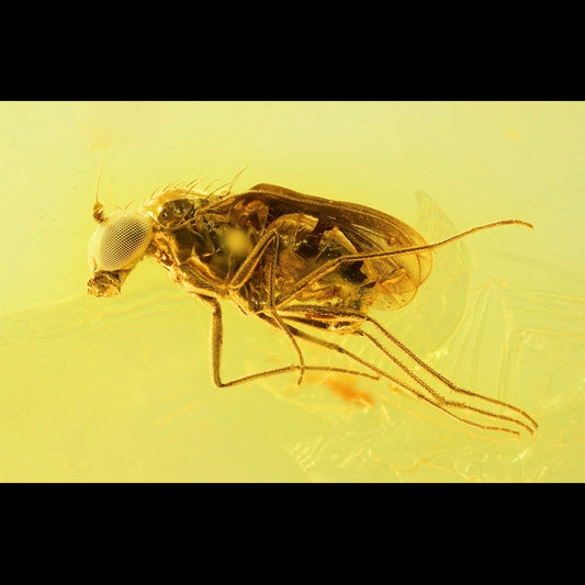 F2838 | Ambra con inclusione | Dolichopodidae indet.