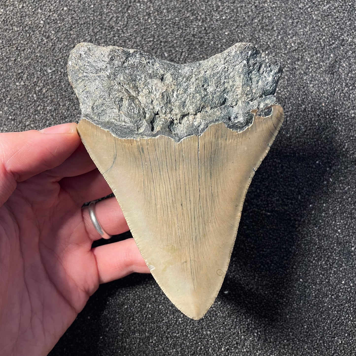 F2362 | Squalo | Otodus megalodon