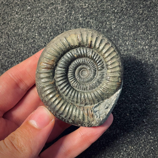 F1981 | Ammonite | Dactylioceras commune