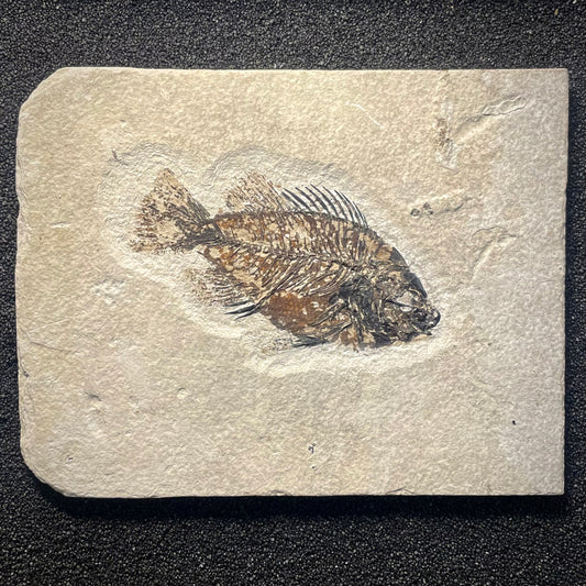 F2145 | Pesce | Priscacara sp. + PERIZIA PALEONTOLOGICA INCLUSA