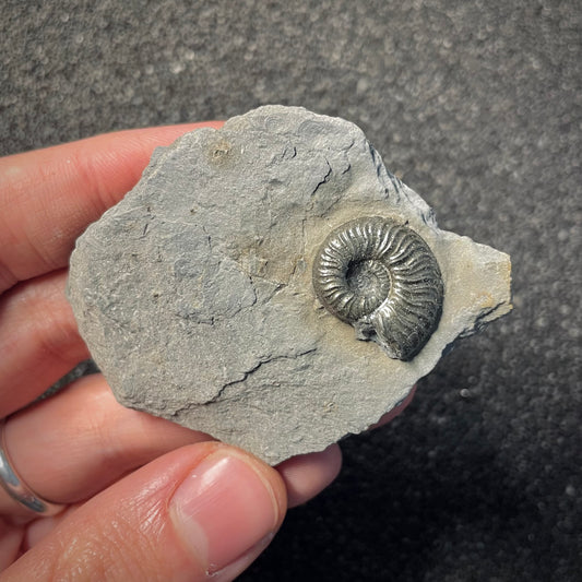 F2169 | Ammonite | Graphoceratidae indet.