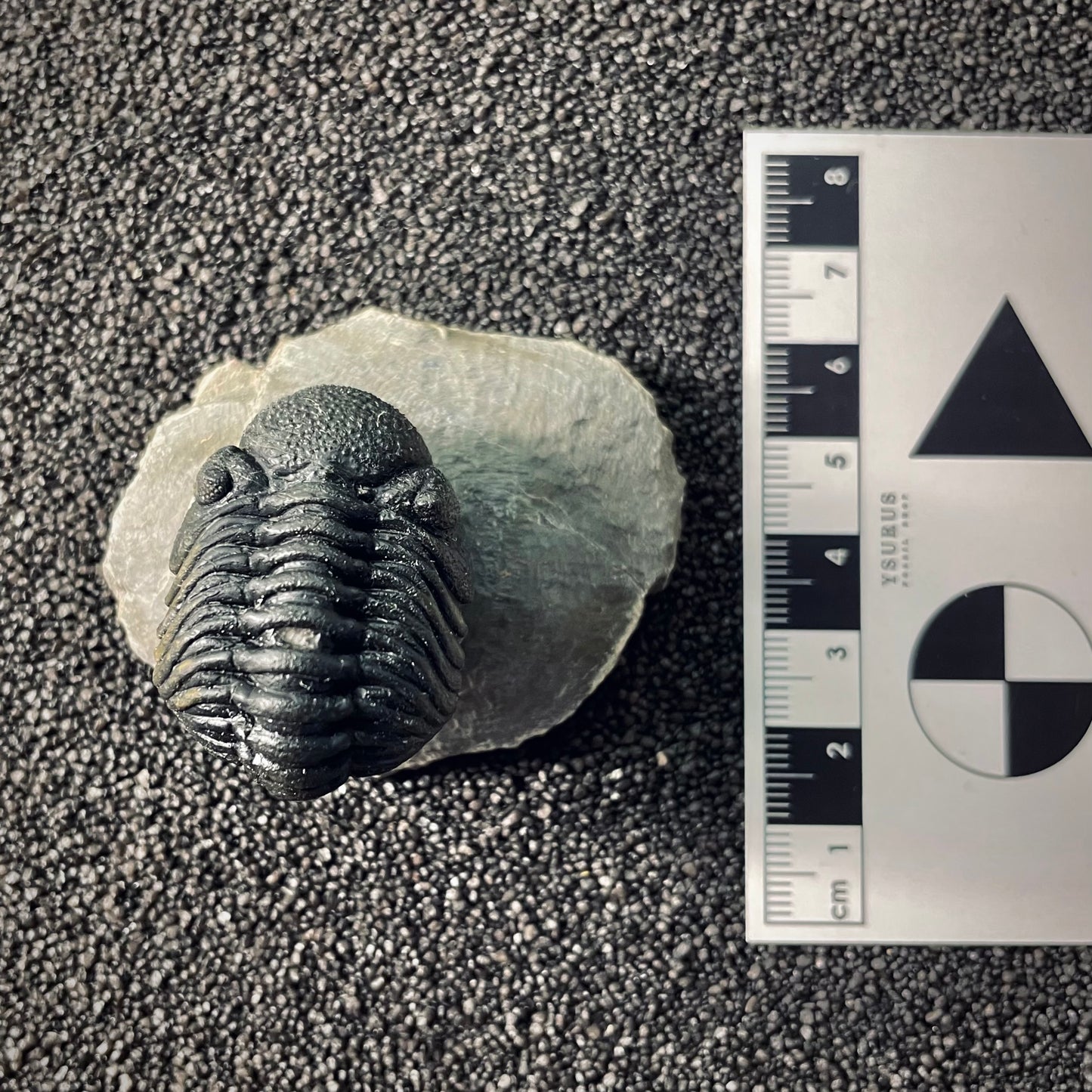 F2609 | Trilobite | Phacopidae indet.