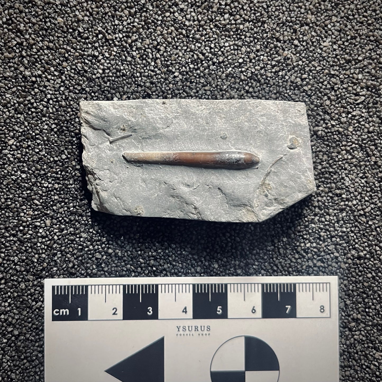F2563 | Belemnite | Belemnoidea indet.
