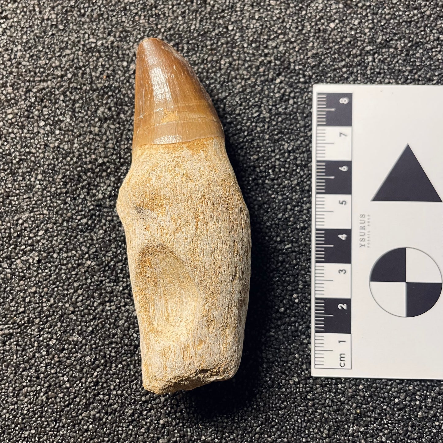 F2113 | Mosasauro | Prognathodon sp.