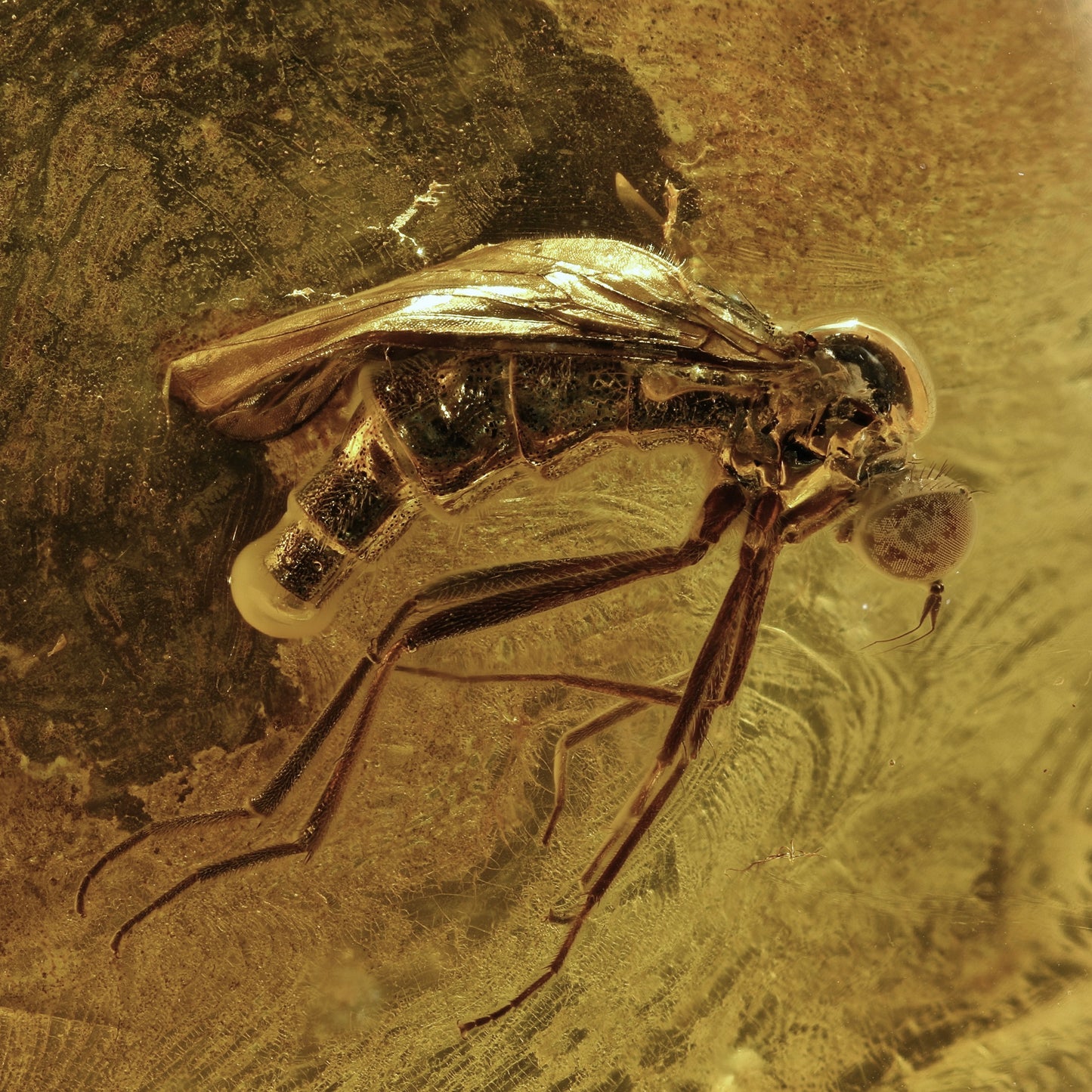 F2086 | Ambra con inclusione | Empididae indet.