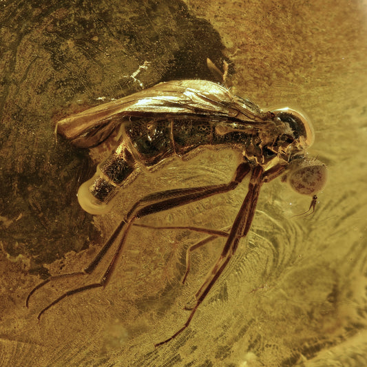 F2086 | Ambra con inclusione | Empididae indet.