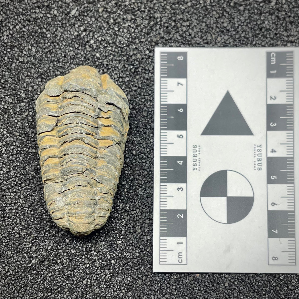 F3012 | Trilobite | Flexicalymene sp.