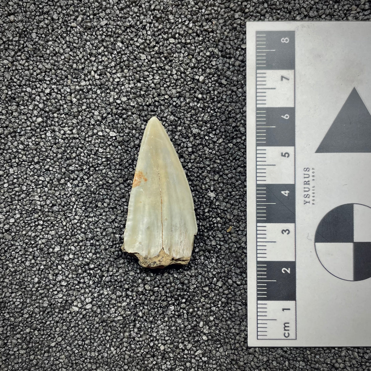 F3038 | Squalo |  Carcharodon subserratus