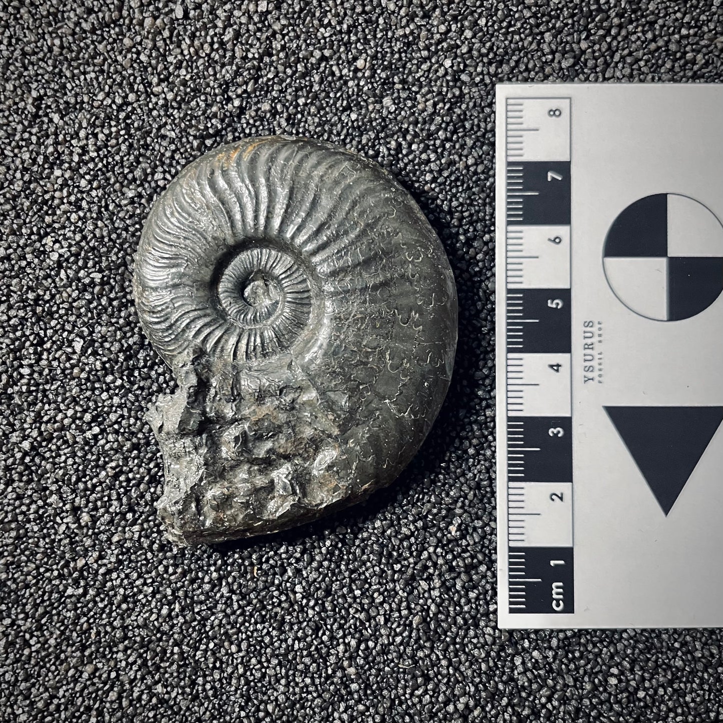 F2552 | Ammonite | Pleydellia sp.