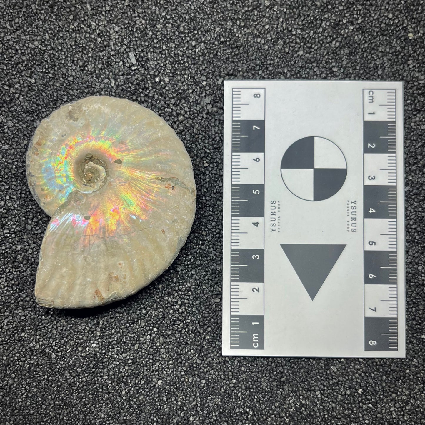 F2960 | Ammonite | Cleoniceras sp.