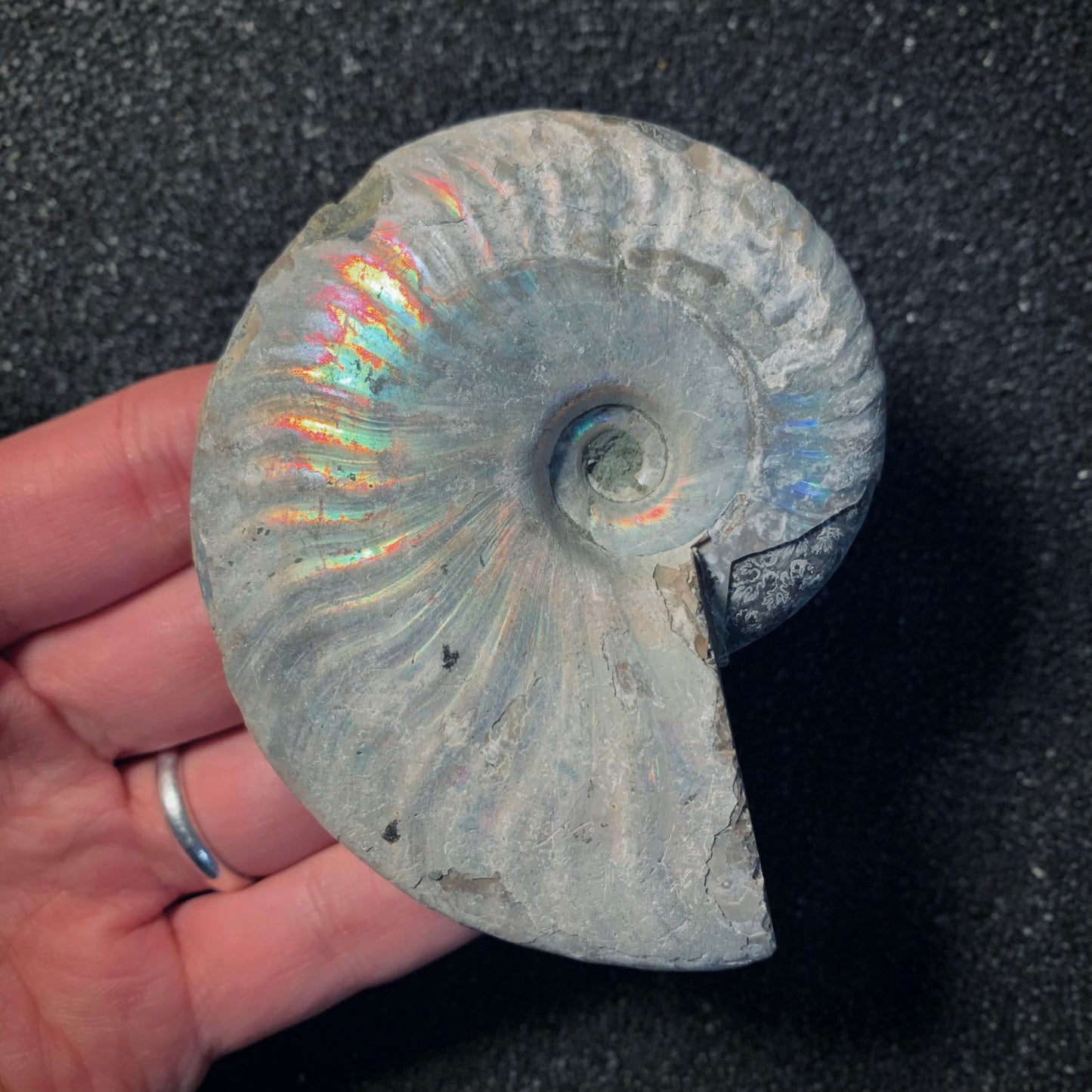 F466 | Ammonite | Cleoniceras sp.