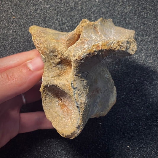 F1933 | Coccodrillo | Crocodylomorpha indet.