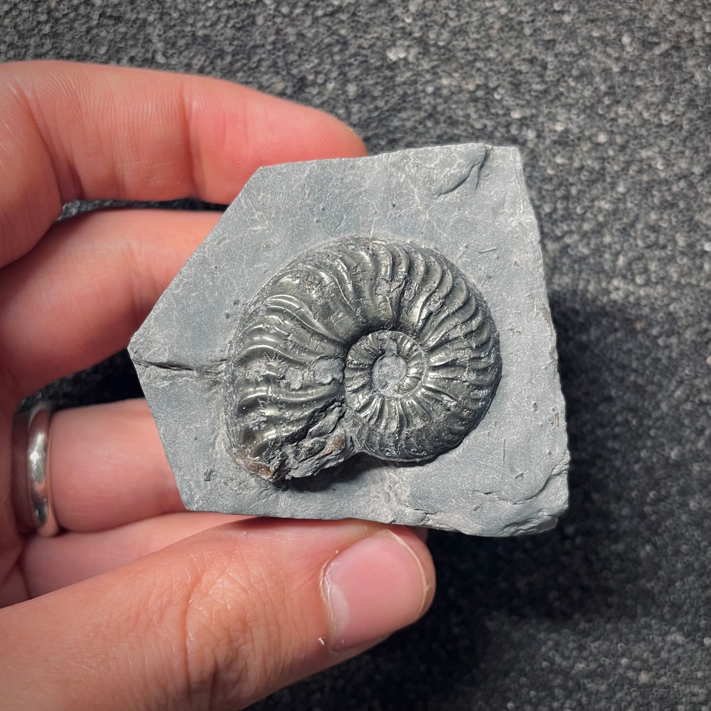 F2540 | Ammonite | Pleydellia sp.
