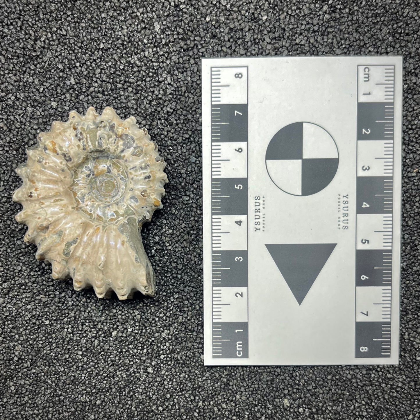 F2964 | Ammonite | Douvilleiceras sp.