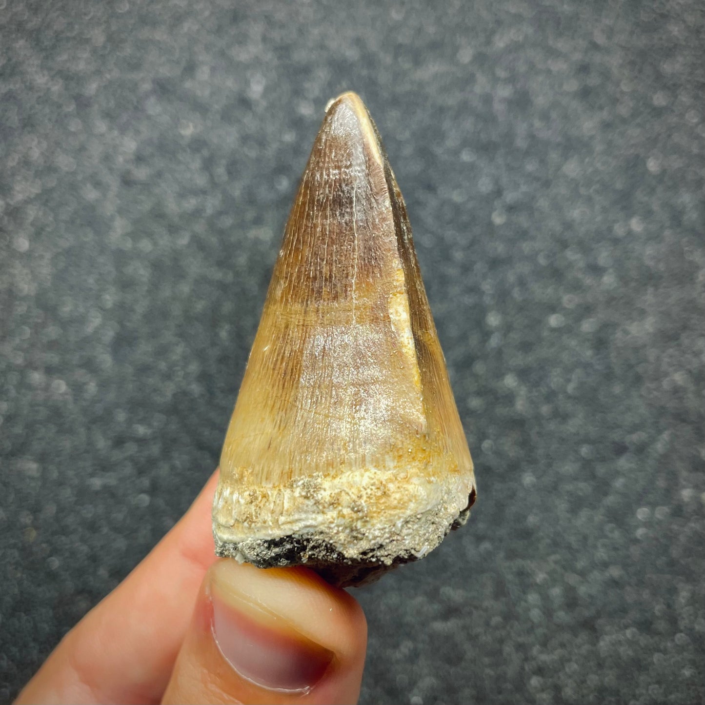 F2690 | Mosasauro | Prognathodon sp.