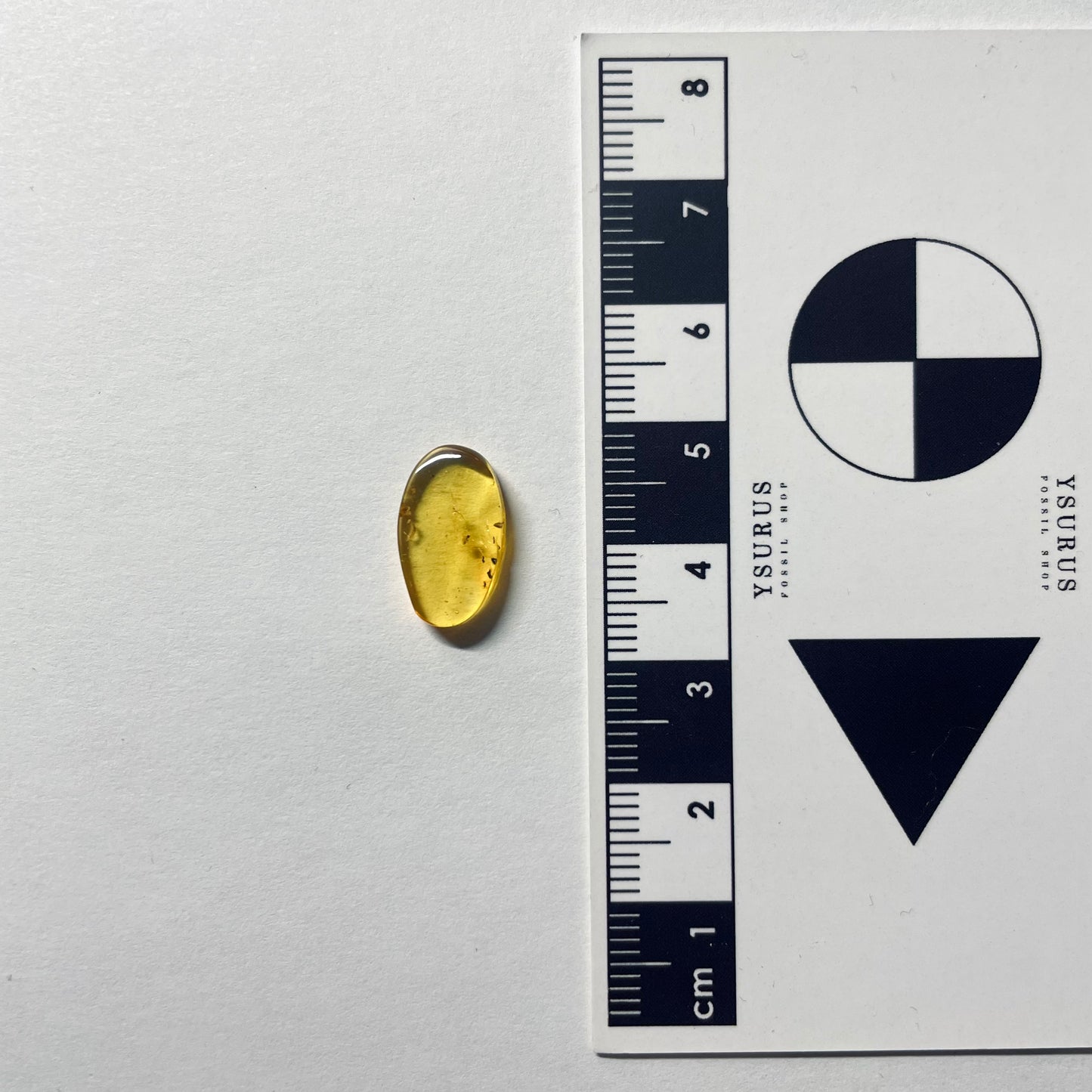 F2081 | Ambra con inclusione | Psocoptera indet.