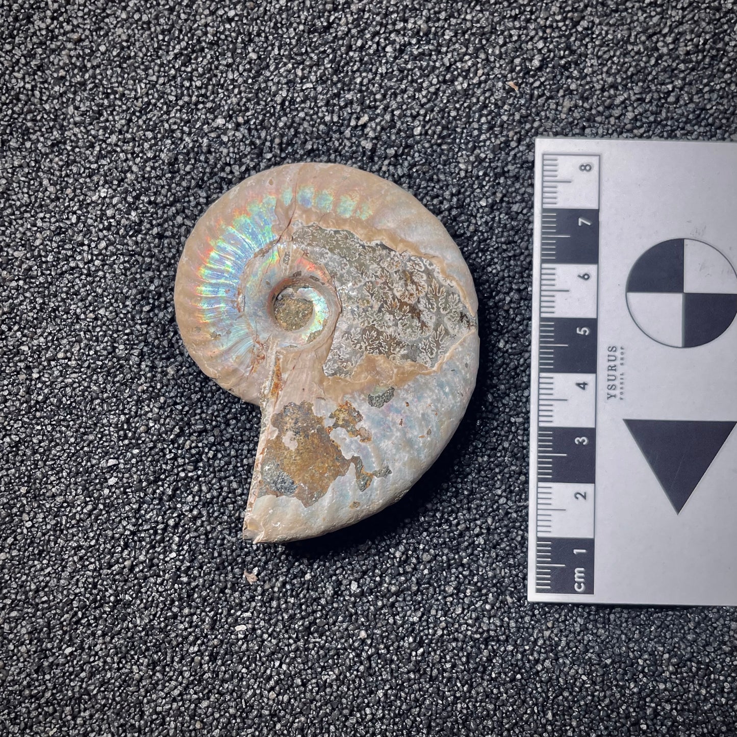 F1457 | Ammonite | Cleoniceras sp.