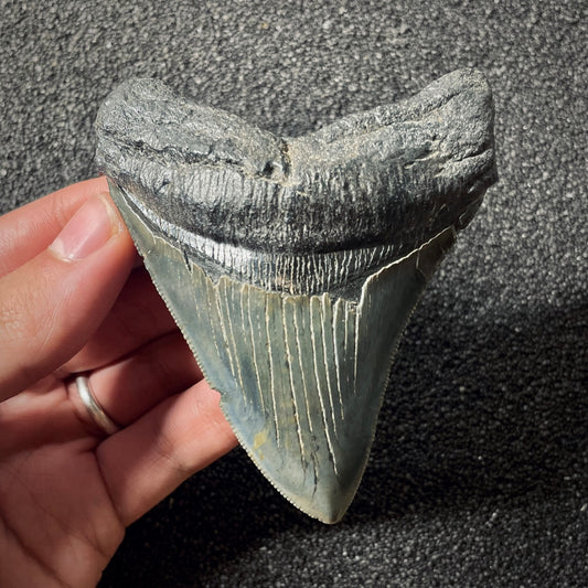 F1996 | Squalo | Otodus megalodon