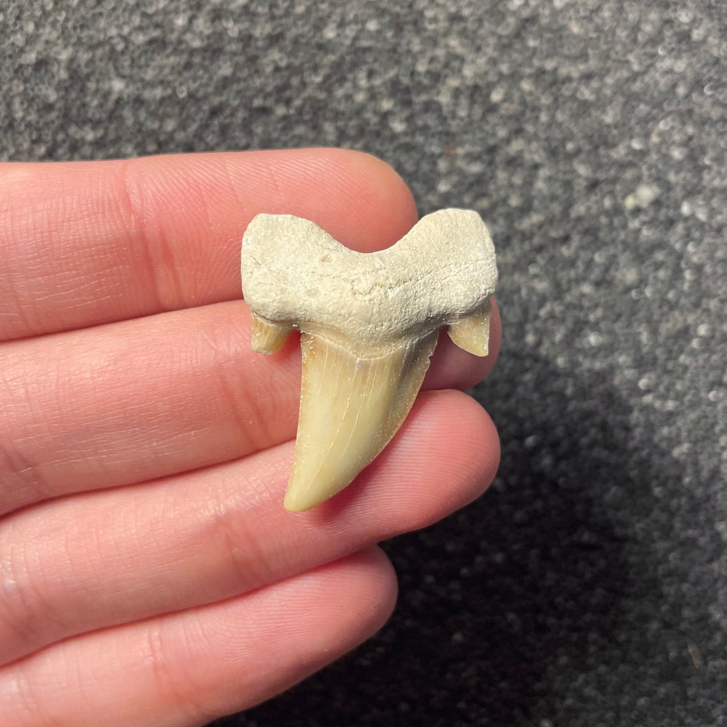 F2218 | Squalo | Otodus obliquus