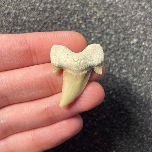 F2218 | Squalo | Otodus obliquus