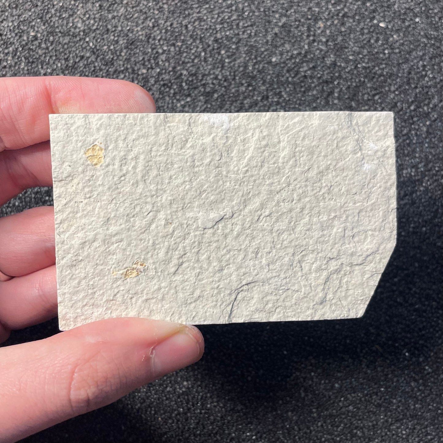 F2220 | Pesce | Knightia eocaena