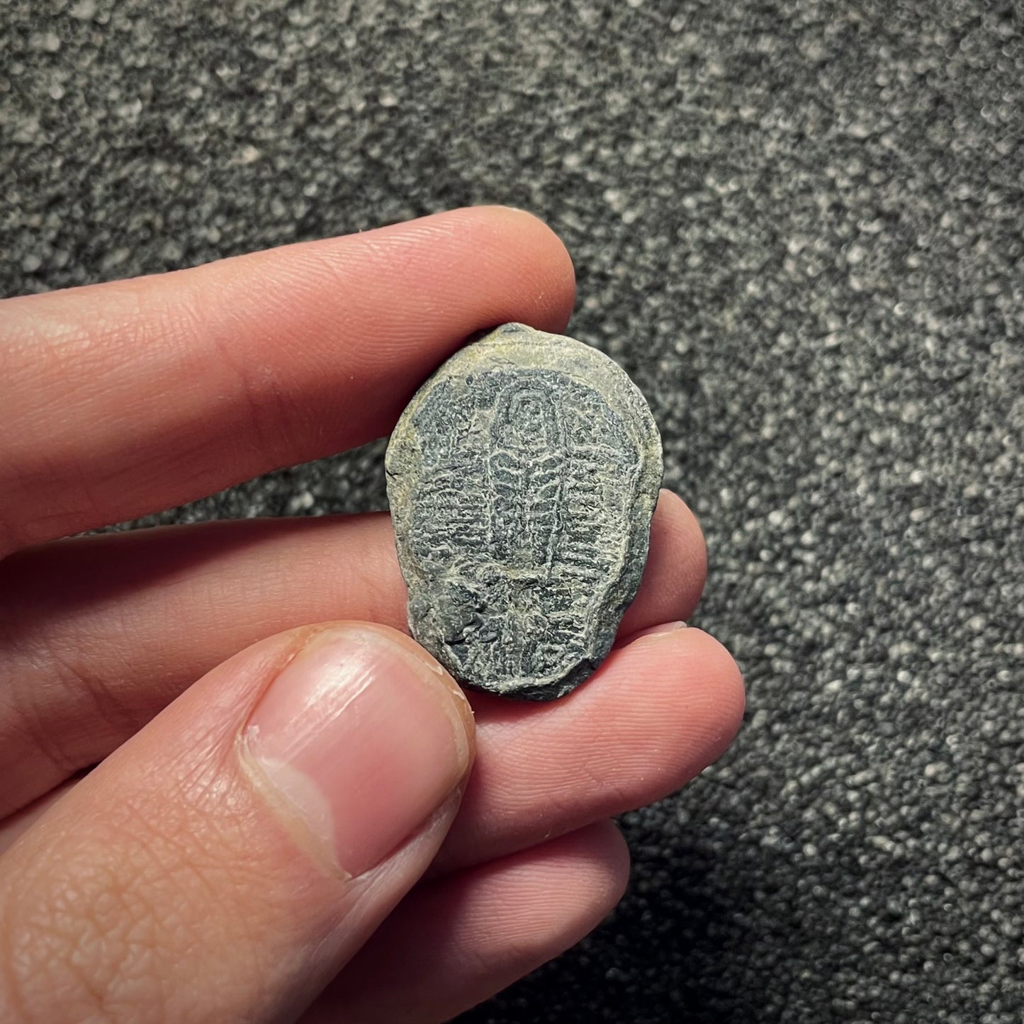 F2141 | Trilobite | Elrathia kingii