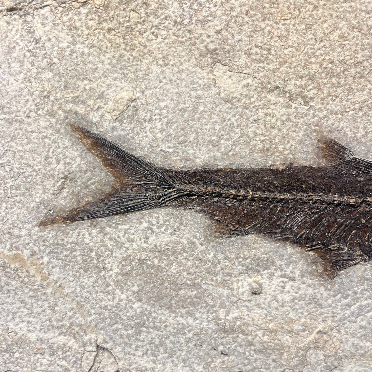 F3072 | Pesce | Knightia eocaena