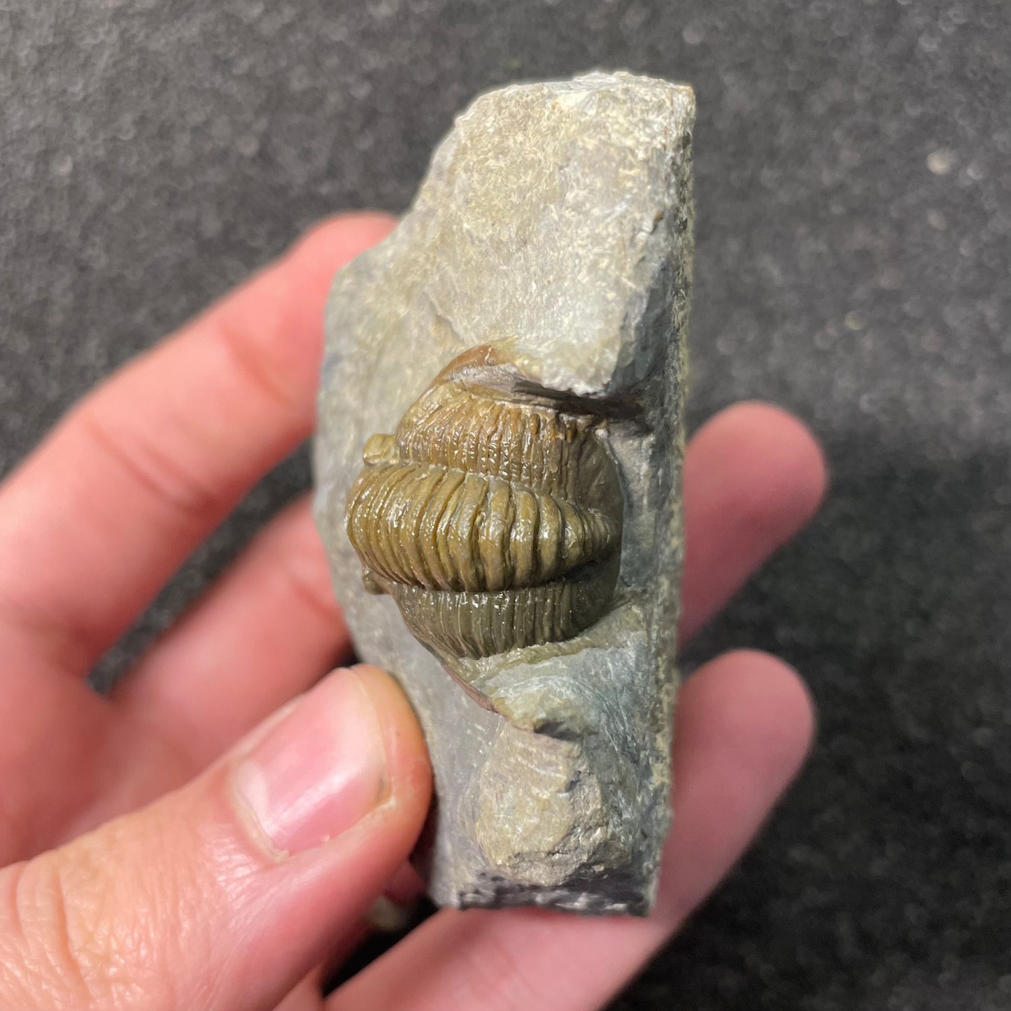 F2589 | Trilobite | Diademaproetus sp.