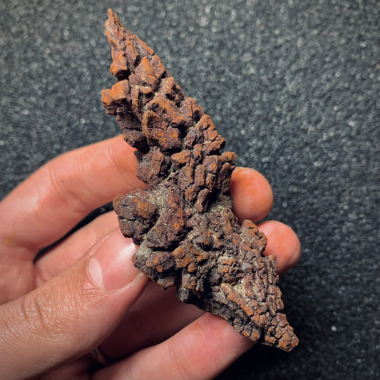 F846 | Coprolite - Cololite | Testuggine