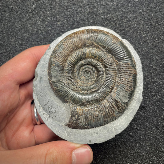 F2814 | Ammonite | Dactylioceras tenuicostatum