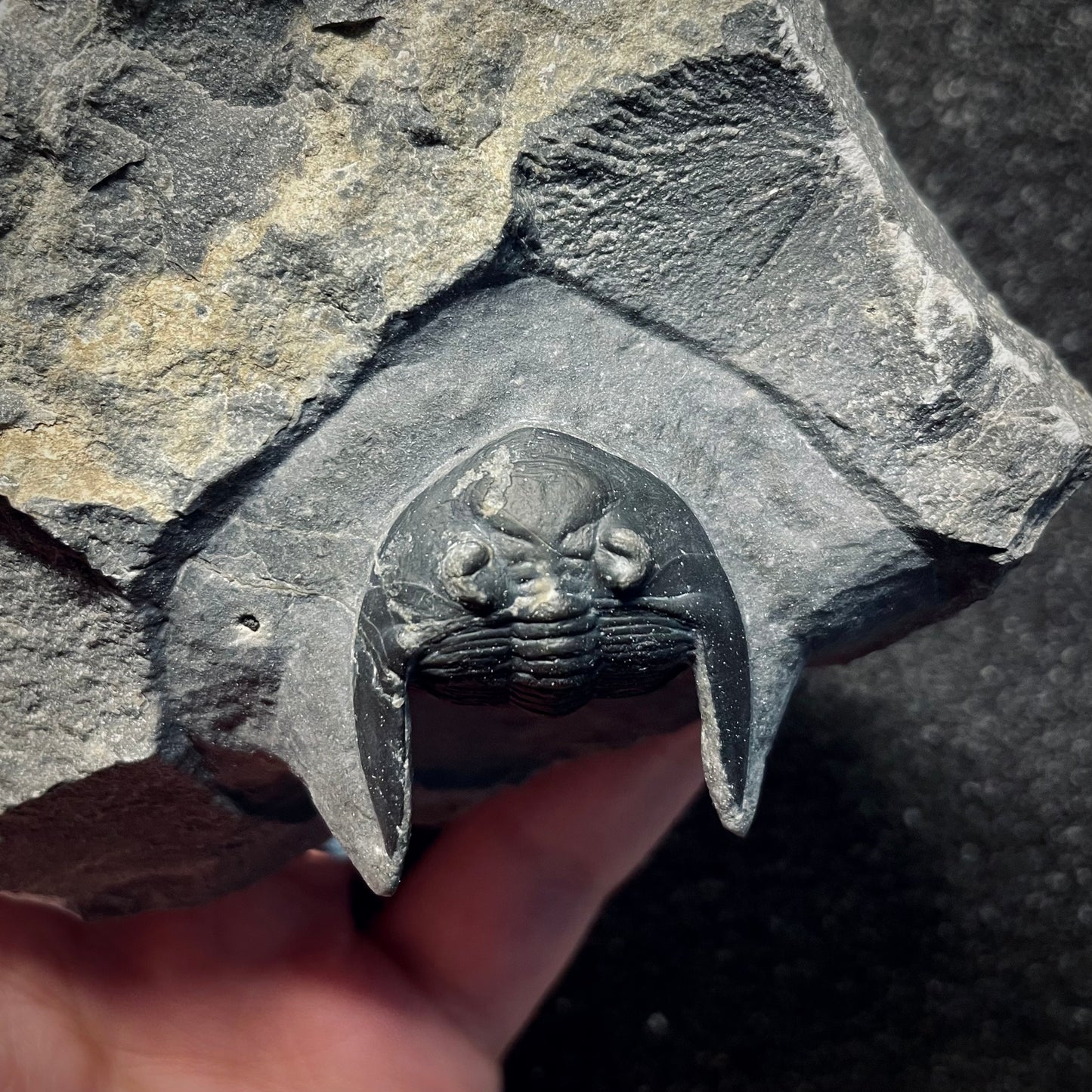 F2150 | Trilobite | Mrakibina cattoi