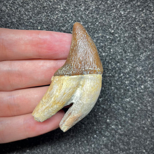 F2937 | Cetaceo | Pappocetus sp.