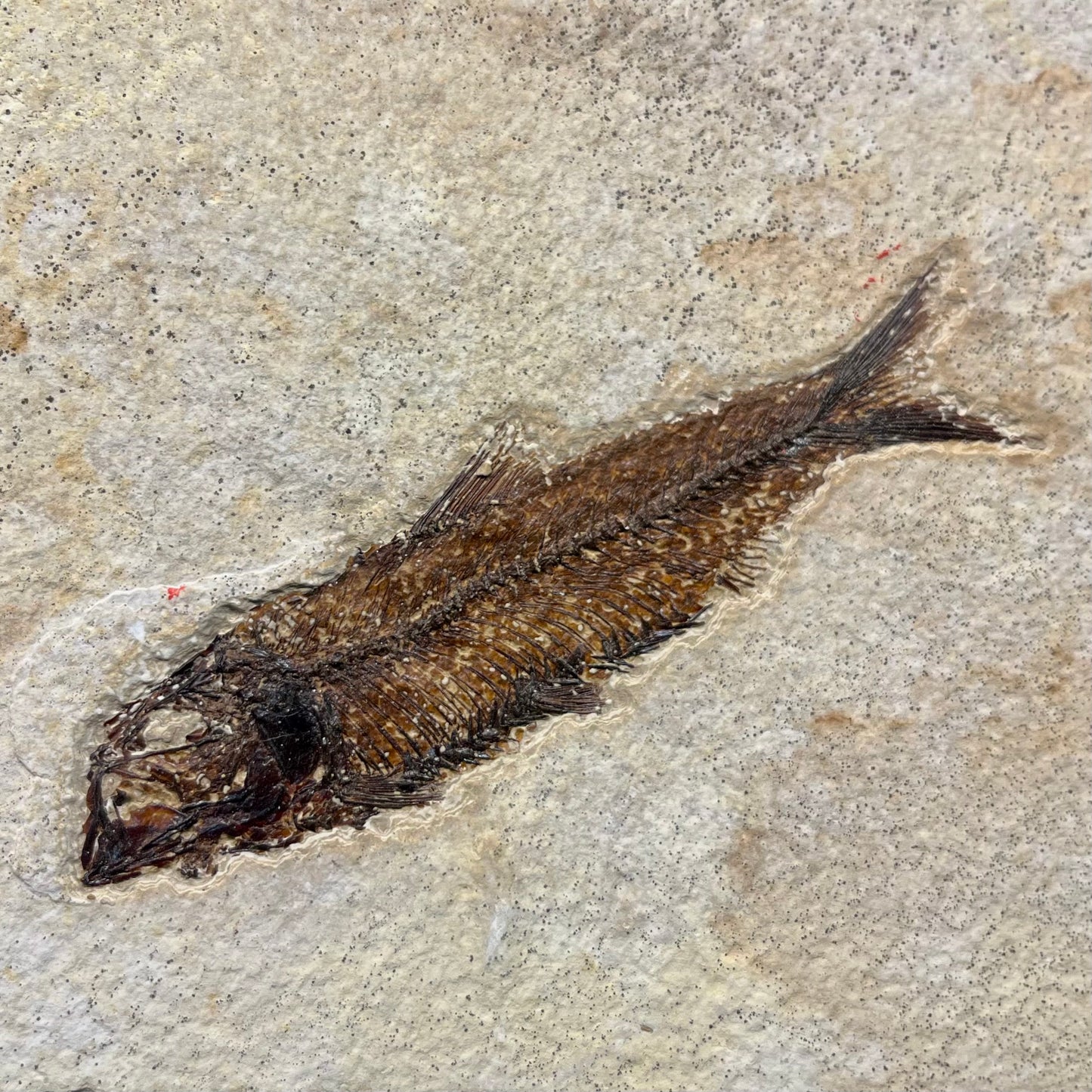 F2727 | Pesce | Knightia eocaena