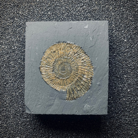 F613 | Ammonite | Dactylioceras commune
