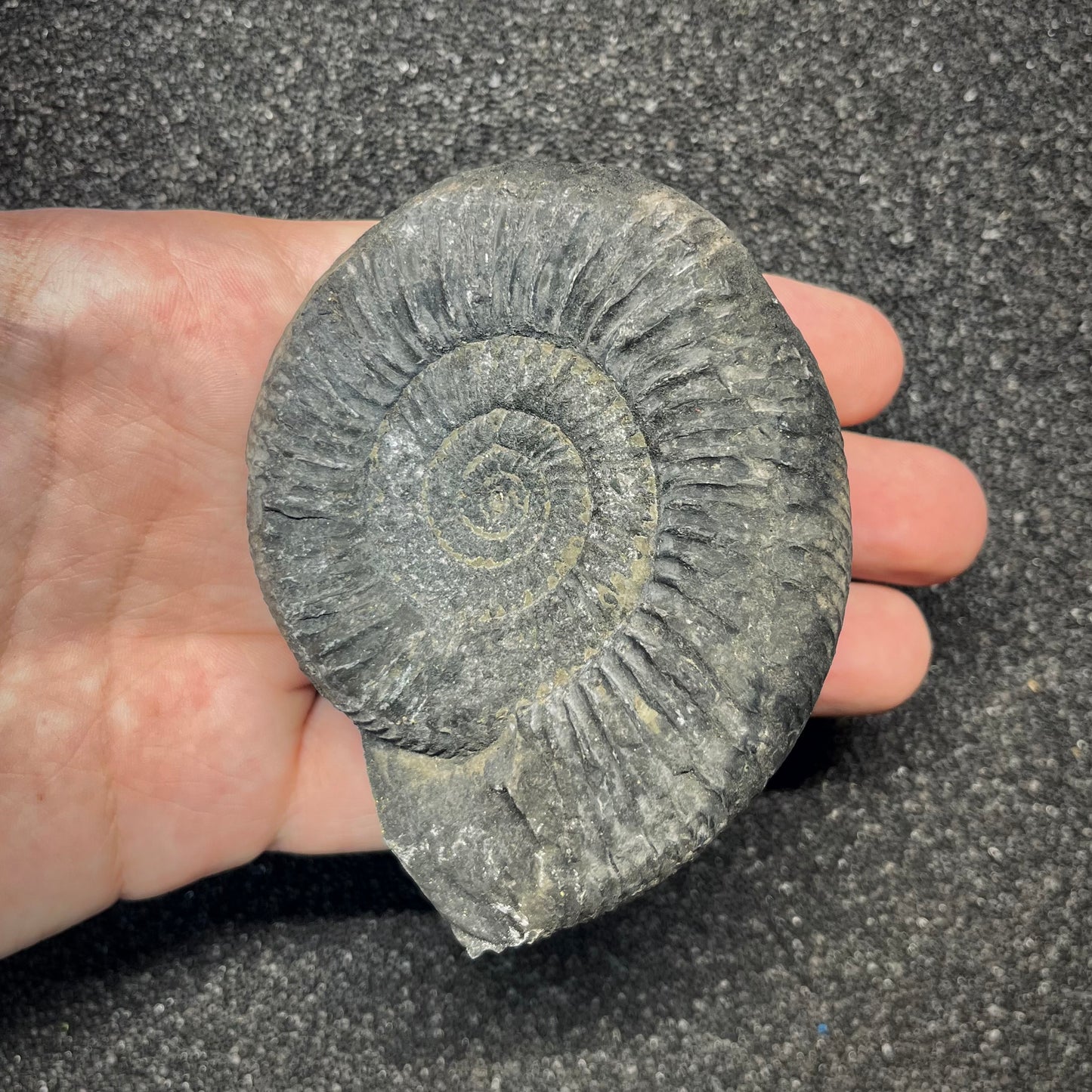 F2912 | Ammonite | Perisphinctidae indet.