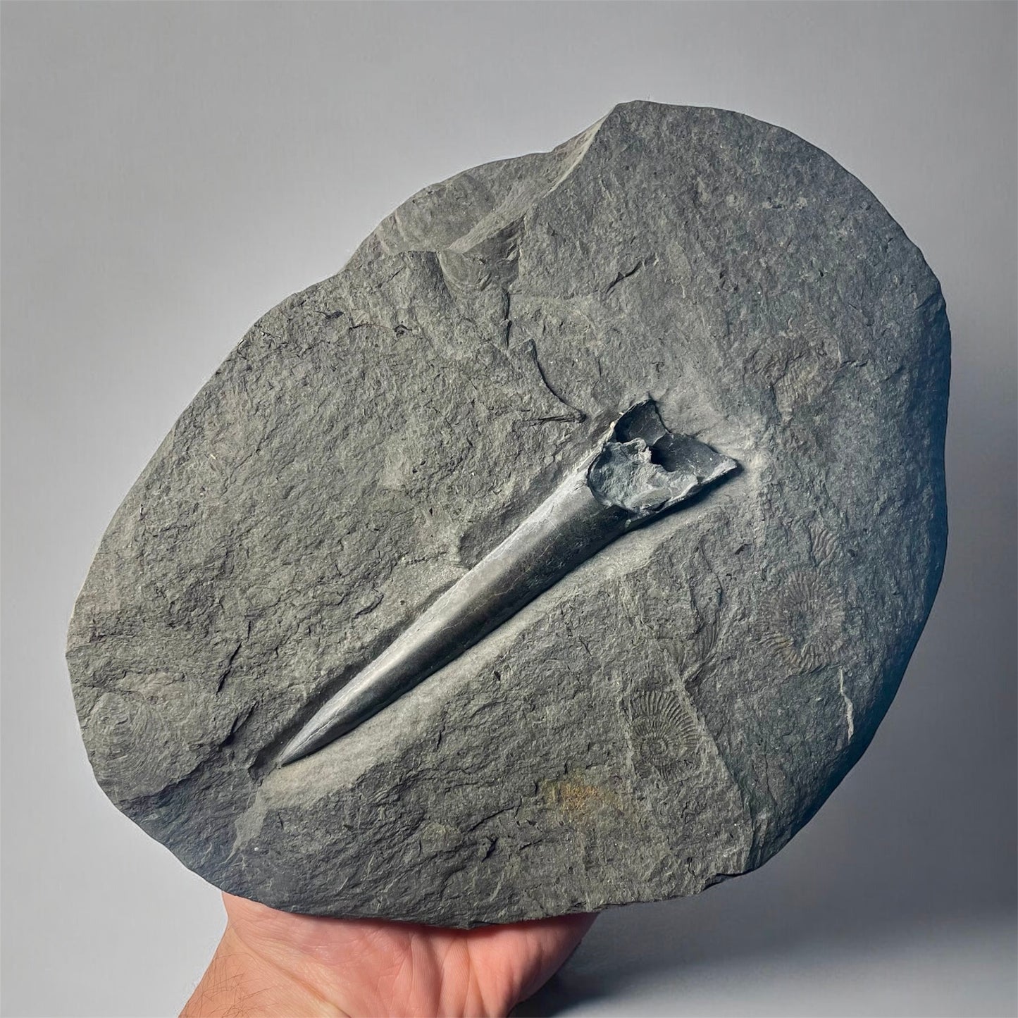 F2179 | Belemnite | Belemnoidea indet.