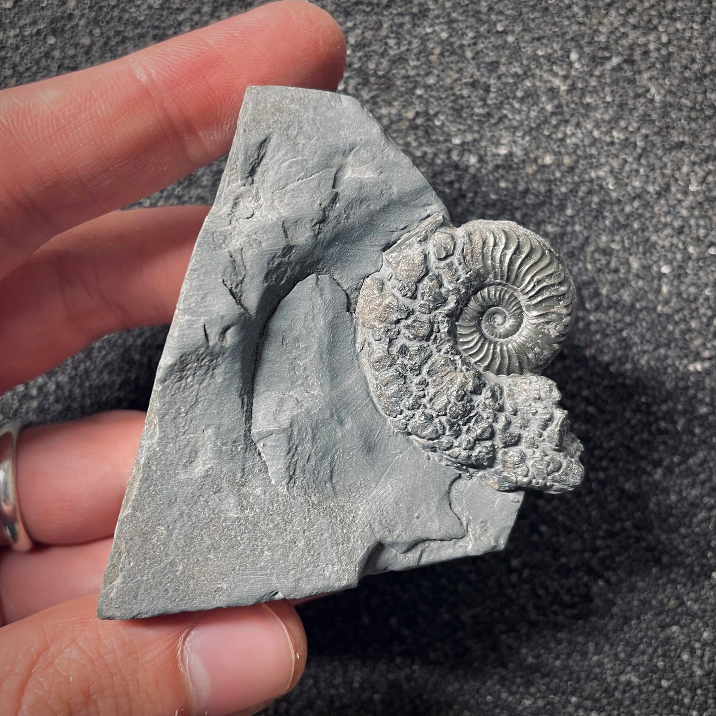 F2539 | Ammonite | Pleydellia sp.