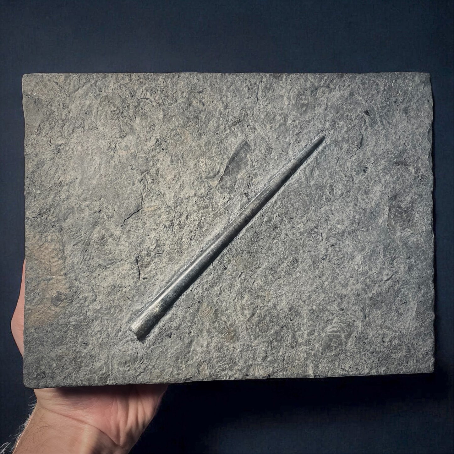 F2180 | Belemnite | Belemnoidea indet.