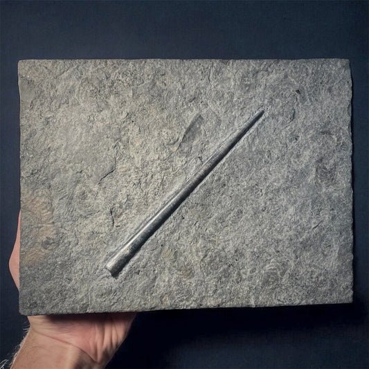 F2180 | Belemnite | Belemnoidea indet.