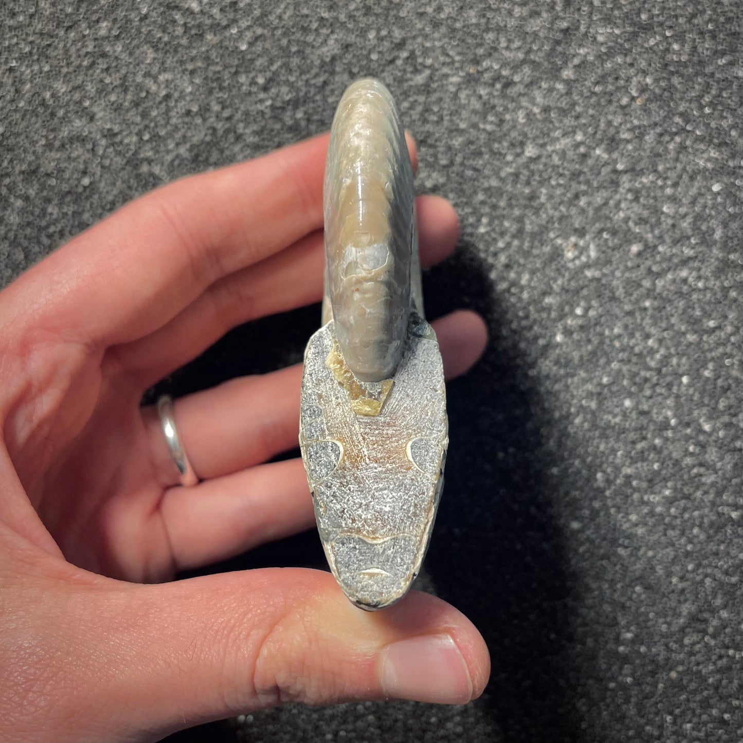 F2152 | Ammonite | Cleoniceras sp.